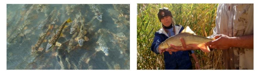 Two photos of Flannelhead Suckers in a moving stream and a biologist holding a flannelmouth sucker