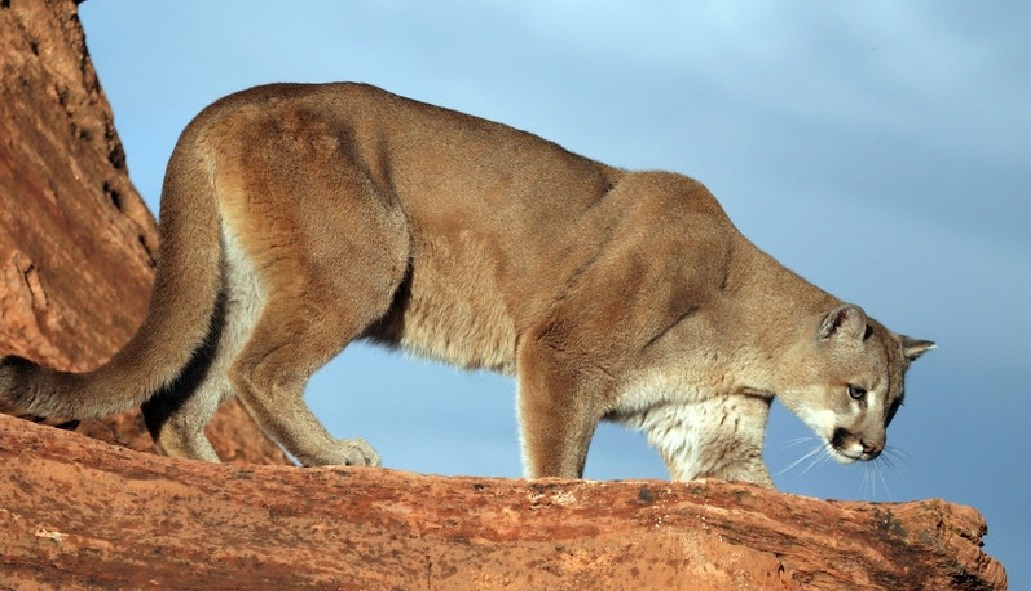 Mountain Lion Grand Canyon National Park U S National Park Service [ 591 x 1031 Pixel ]