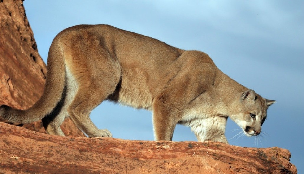 Mountain lion standing on rocks