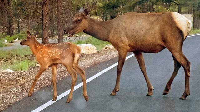 a mother elk with her calf are crossing a road