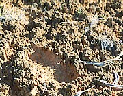 Cryptogamic crusts, N. Herbert NPS Cryptogamic crusts, N. Herbert NPS