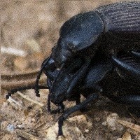 Large, black beetles