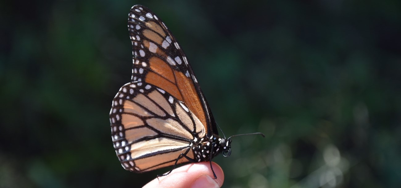 An orange and black butterfly with white spots stands perched on a human finger.