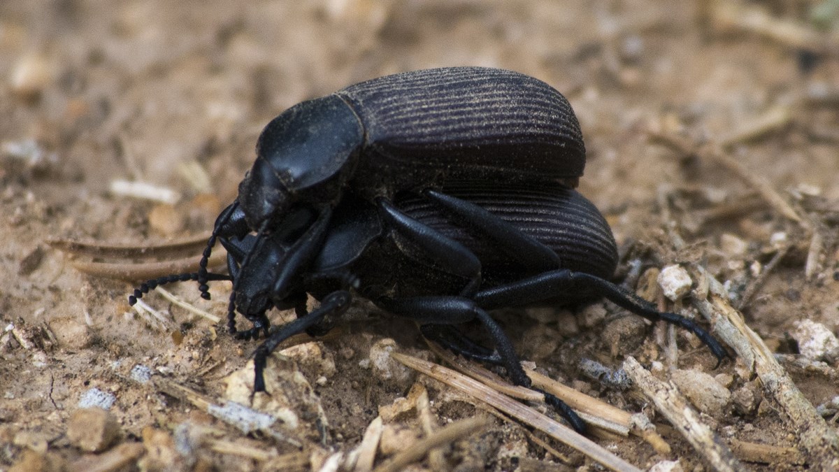 Darkling Beetles Grand Canyon National Park (U.S. National Park Service)