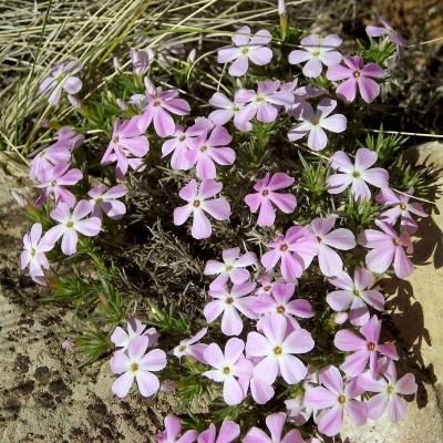 A cluster of close-growing 5 petaled pink flowers.