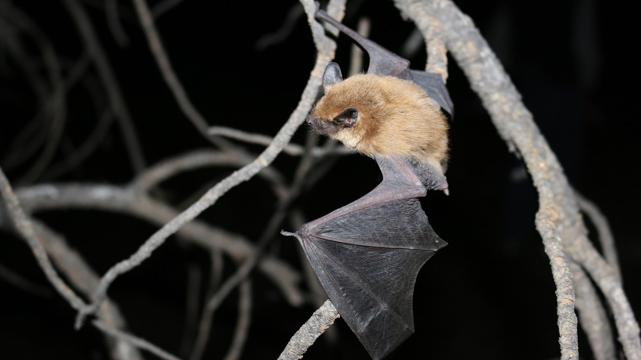 A furry brown bat with wings outstretched, is perched on a tree branch.