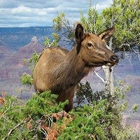 lt= Elk