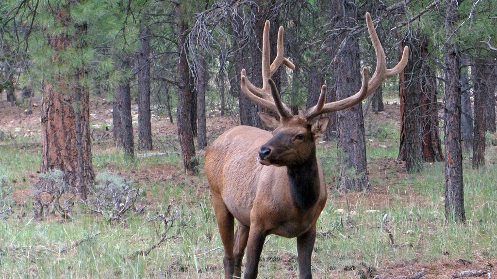Elk in pine forest