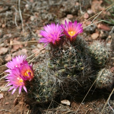 Four tiny small cacti form one plant, with tiny spines, and five pink flowers with yellow centers.