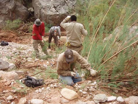 4 workers are in a creek bed and are cutting long lengths of tamarisk branches