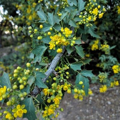 Pointy blue green leaves branch off of a woody branch with small yellow 6 petal flowers.