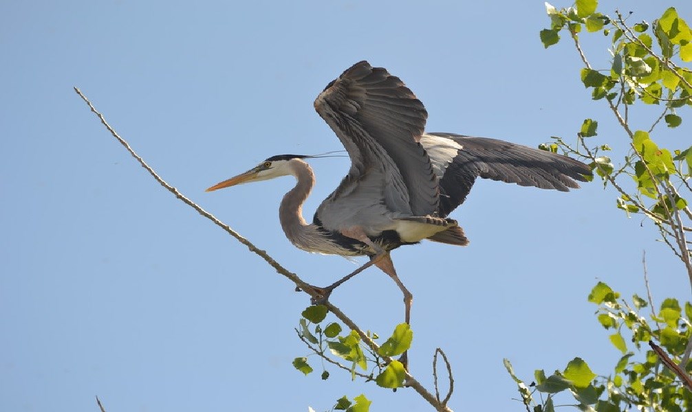 Heron on a branch