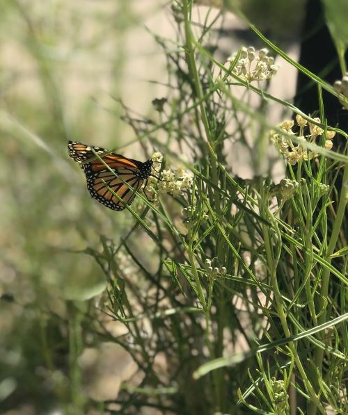 A black and orange butterfly stands on yellow white flowers amongst skinny green vertical leaves.