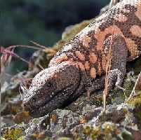 Orange and black gila monster