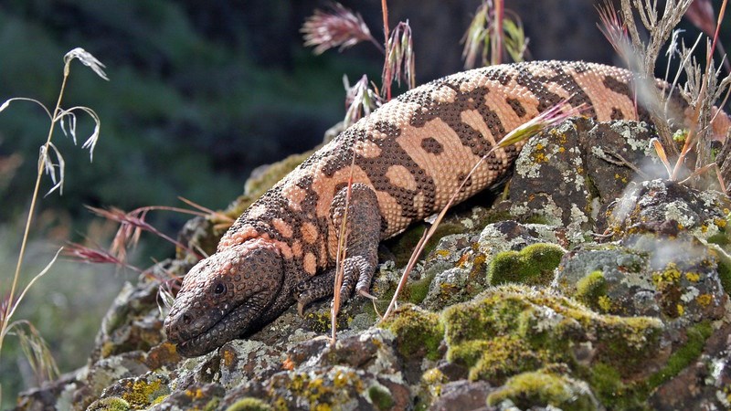 Large orange and black lizard