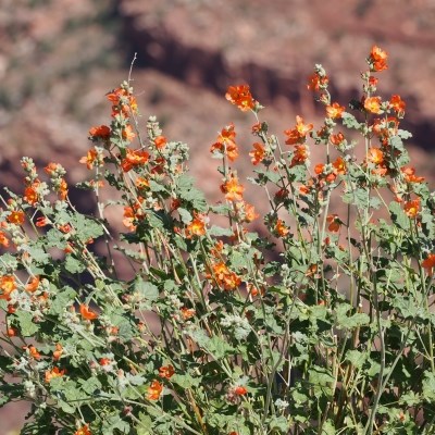 Delicate orange flowers blooming on green stalks.