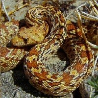 Yellow and orange gopher snake