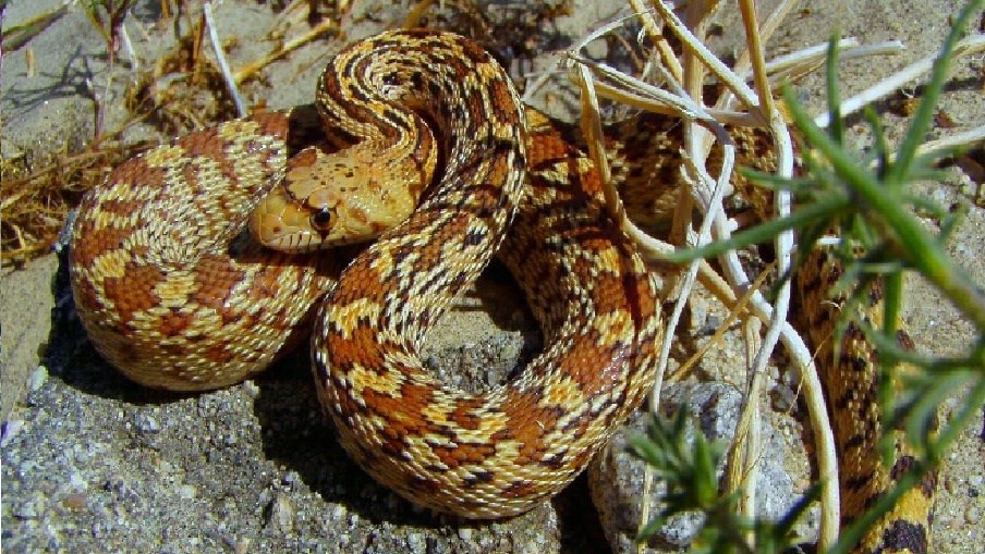 Yellow and orange snake on sand