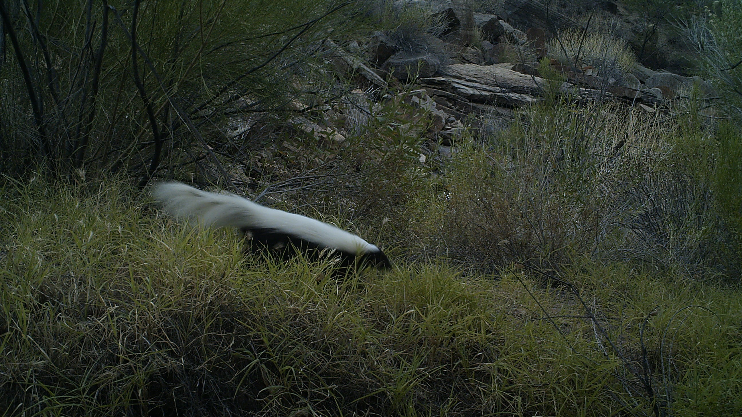 American Hog-nosed Skunk - Grand Canyon National Park (U.S. National