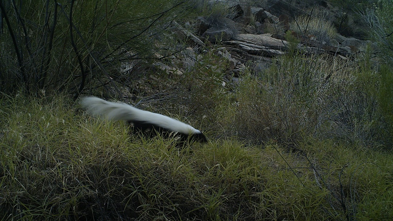 Black and white snake moving through grass