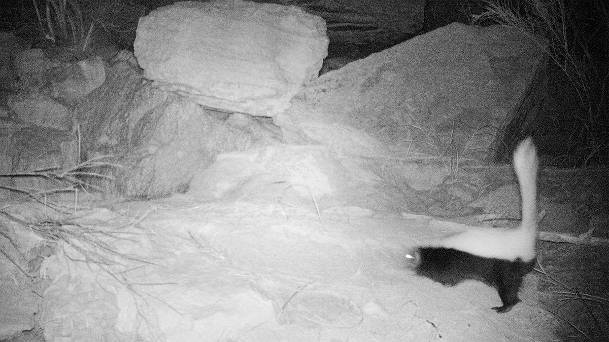 Skunk digging Skunk digging