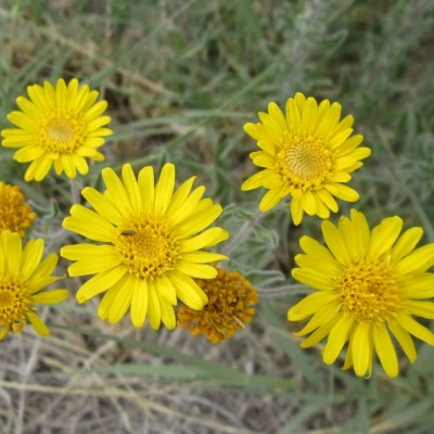 Bright dark yellow centered flowers with radiating yellow petals around the center.