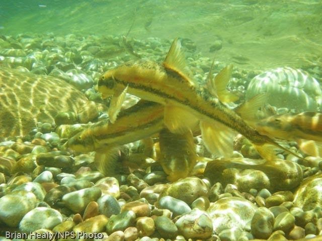 Spawning bluehead sucker in Shinumo Creek.