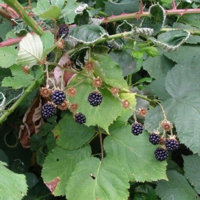 Eight small black berries attached to vines come off of a branch that has large green leaves with saw tooth edges.