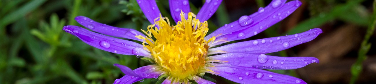 A yellow centered flower with bright purple petals radiating off of it has dew drops scattered about.