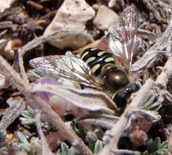 Hoverfly pollinating milk vetch