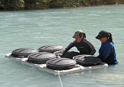 2 team members check fish in fish cans