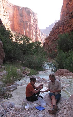 Fish - Grand Canyon National Park (U.S. National Park Service)