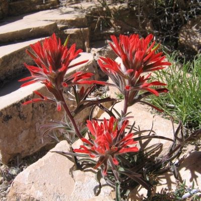 Pointed red petals directed upward come off of burgundy stems with pale green leaves.