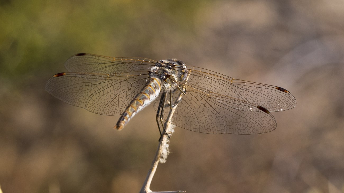 Dragonfly perched on a twig