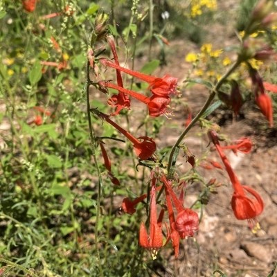 Tube shaped red flowers stick off perpendicularly to a green stem.