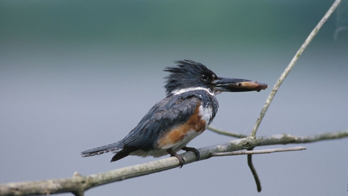 Belted Kingfisher - Grand Canyon National Park (U.S. National Park Service)