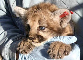 mountain lion kitten with eartag