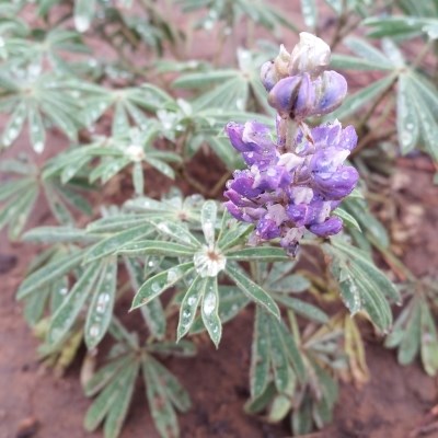 Multiple purple lobes make a balled like shaped flower, with mint green leaves forming a circle of 9 leaves.