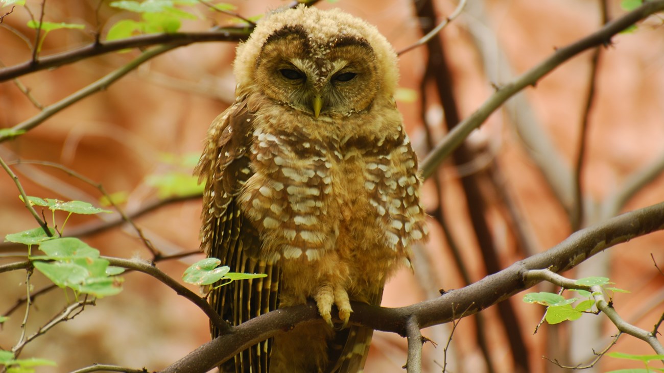 Owl perched in a tree