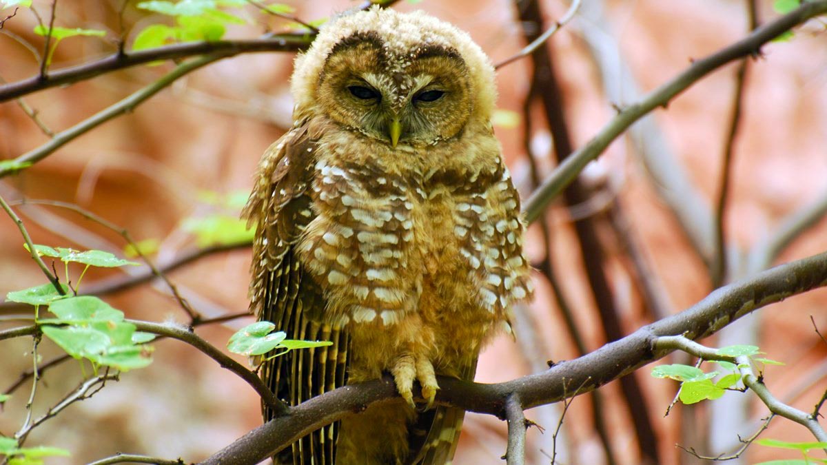 Perched in a tree, a large owl with fluffy white and beige feathers. The owl appears to be resting.