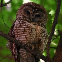 Owl in a tree