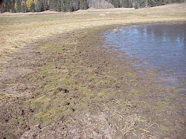 A pond with a trampled, muddy edge and little vegetation.