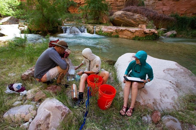 Fisheries biologists at work monitoring humpback chub in Havasu Creek.