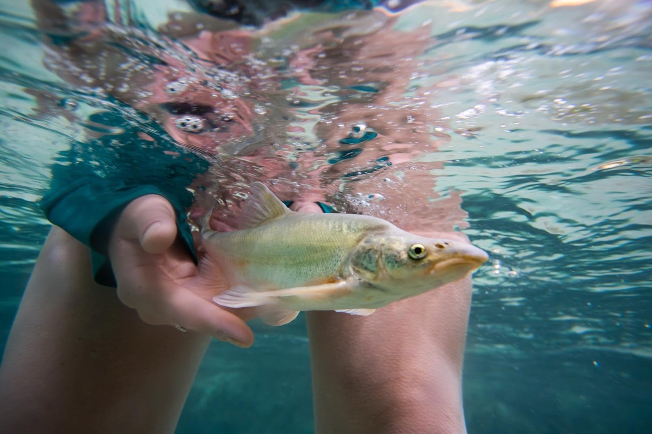 A biologist releases a humpback chub into Havasu Creek.