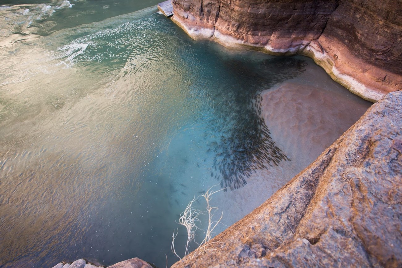 Spawning flannelmouth suckers, mouth of Havasu Creek.