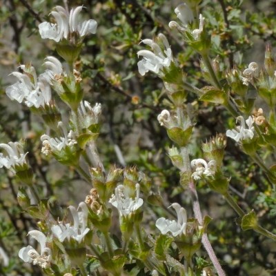 White petaled flowers in a group with green sheaths on their outsides, supported by beige stems.