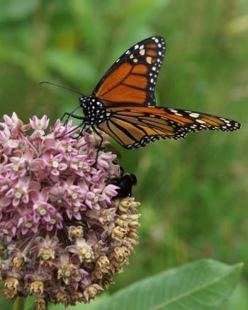 An orange and black butterfly with white spots stands on the tops of a cluster of purple flowers.