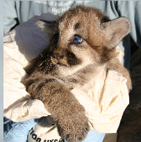 Mountain lion kitten