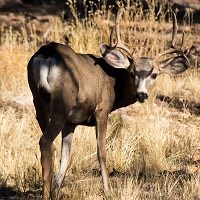 Mule Deer