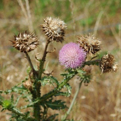 A purple pom-pom flower is surrounded by 4 dead flowers and on branches with spiny serrated leaves.